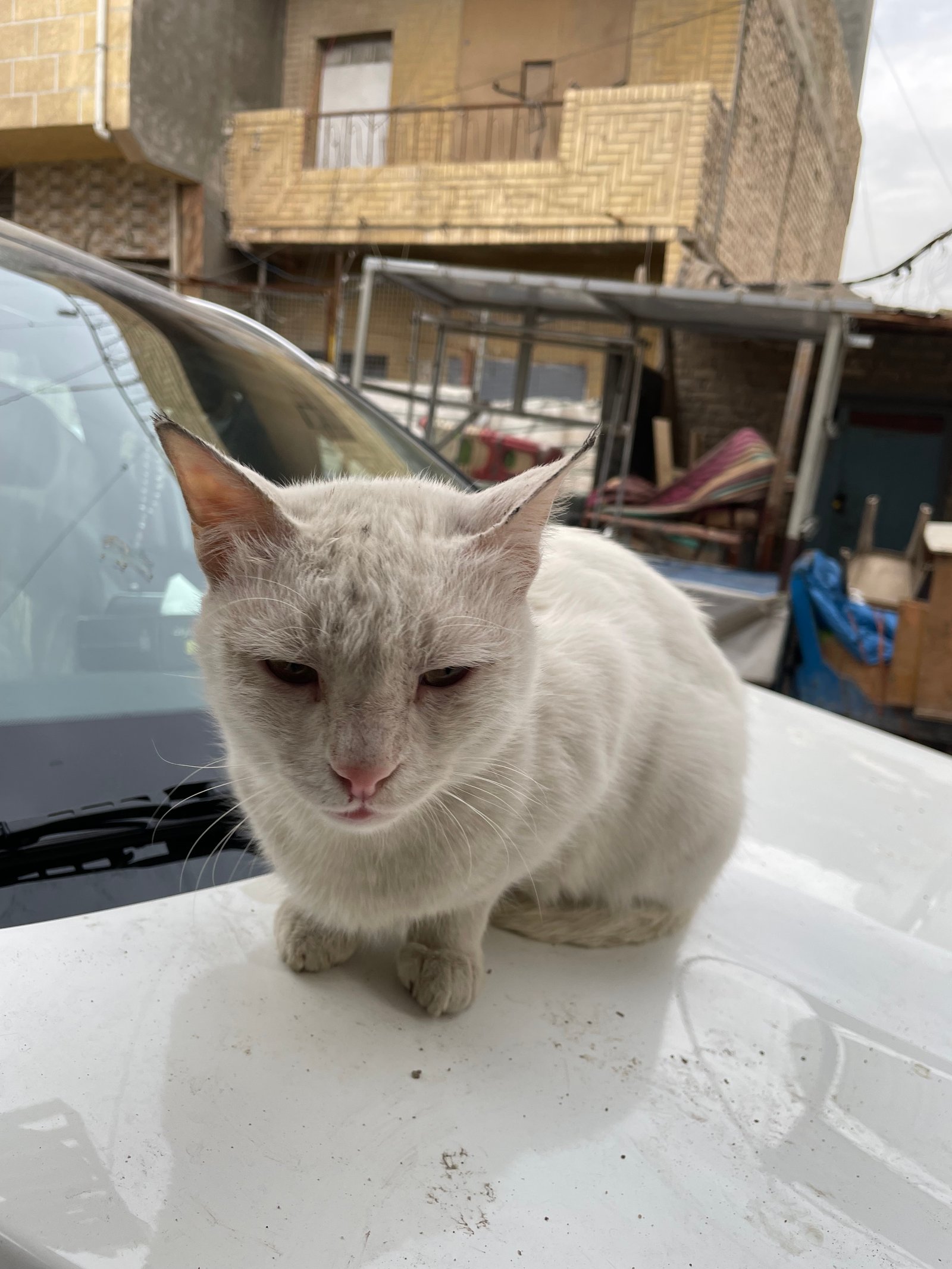 قط شوارع
